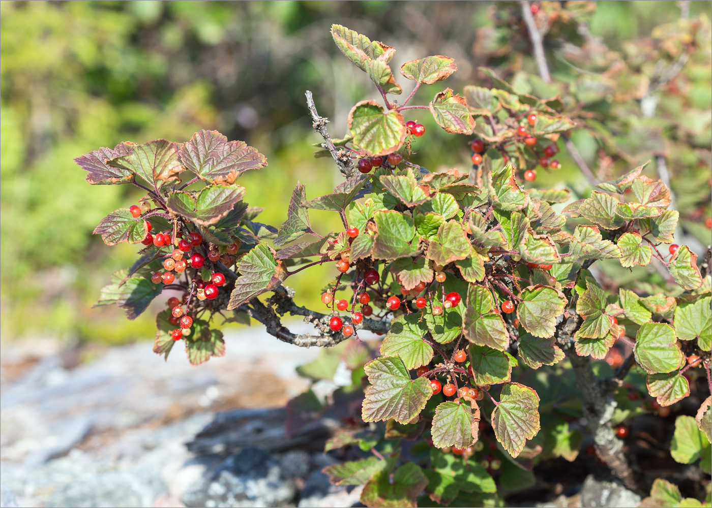 Image of Ribes glabrum specimen.