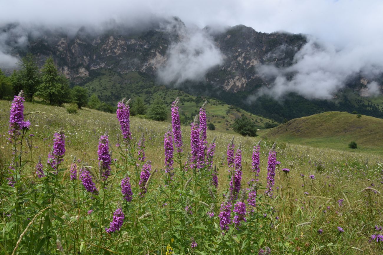 Image of Lythrum salicaria specimen.