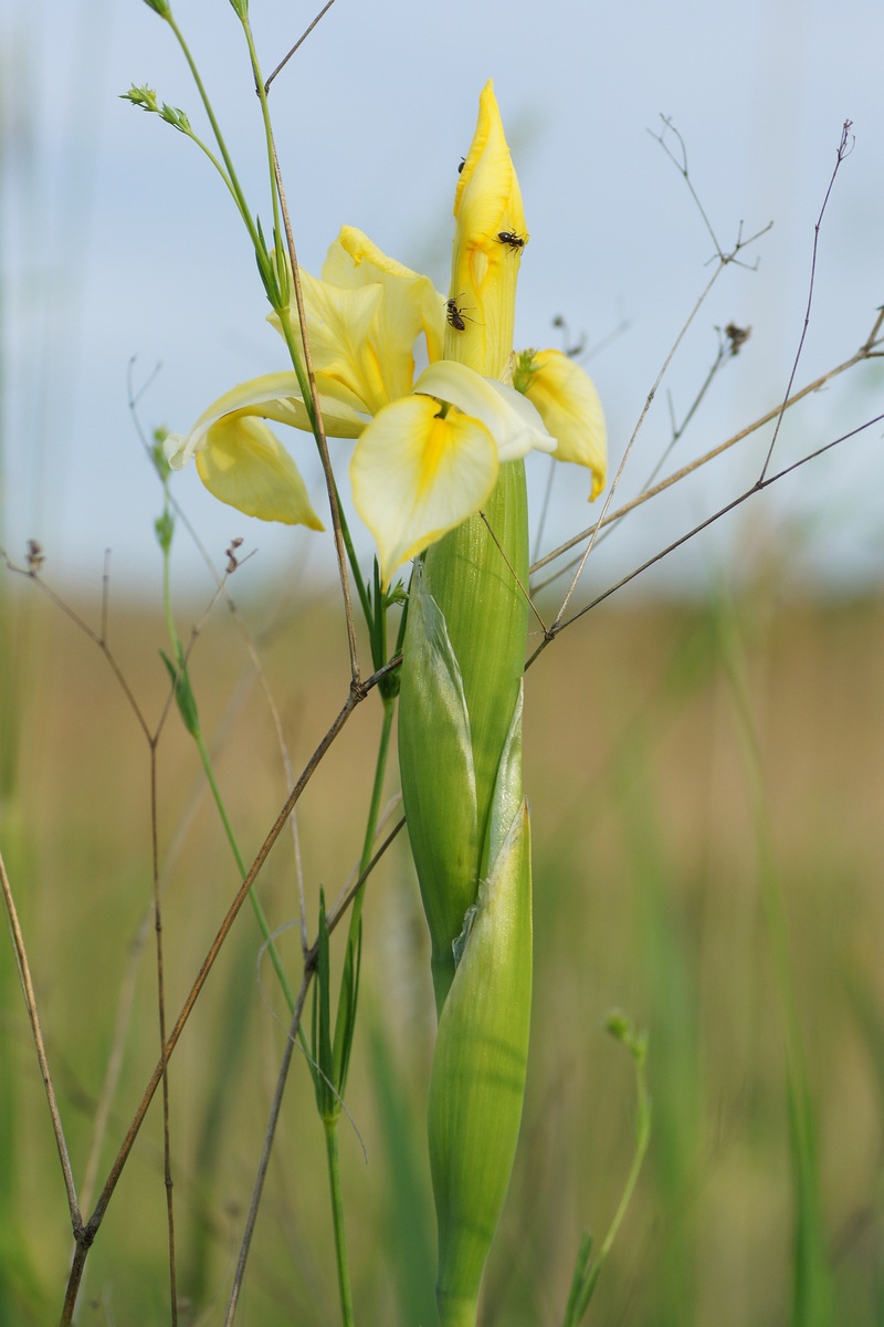 Image of Iris halophila specimen.