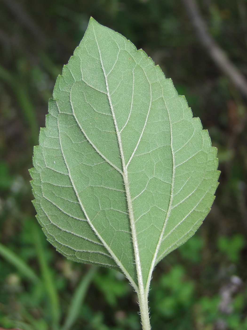 Image of Helianthus annuus specimen.