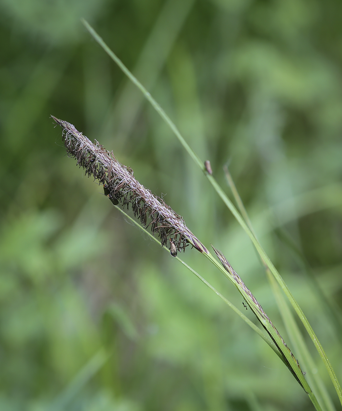 Изображение особи Carex acuta.