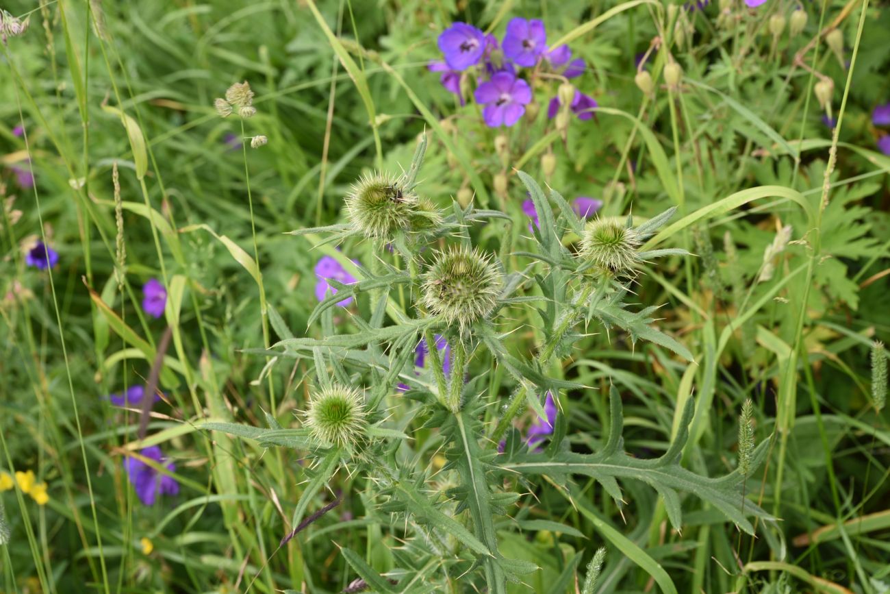 Image of genus Cirsium specimen.