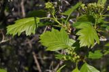 genus Crataegus. Листья и развивающиеся соцветия. Приморский край, Уссурийский гор. округ, окр. с. Монакино, берег ручья. 15.05.2022.