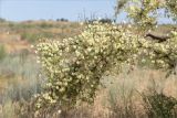 Calligonum aphyllum. Ветвь плодоносящего растения. Астраханская обл., Енотаевский р-н, окр. пос. Береговой вблизи трассы \"Каспий\", полынно-злаковая степь. 02.06.2022.