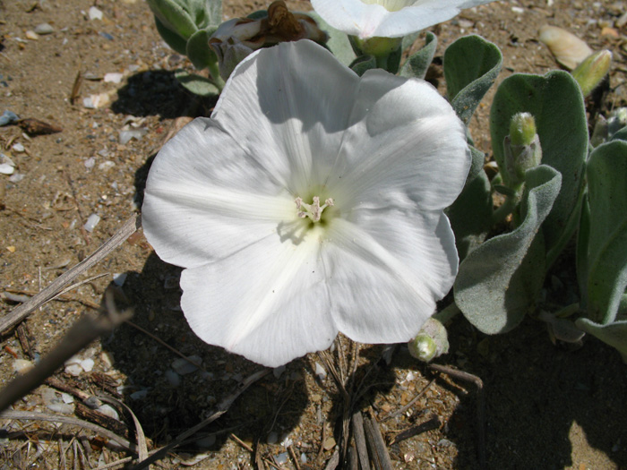 Изображение особи Convolvulus persicus.