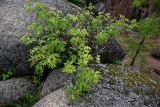 Sambucus sibirica