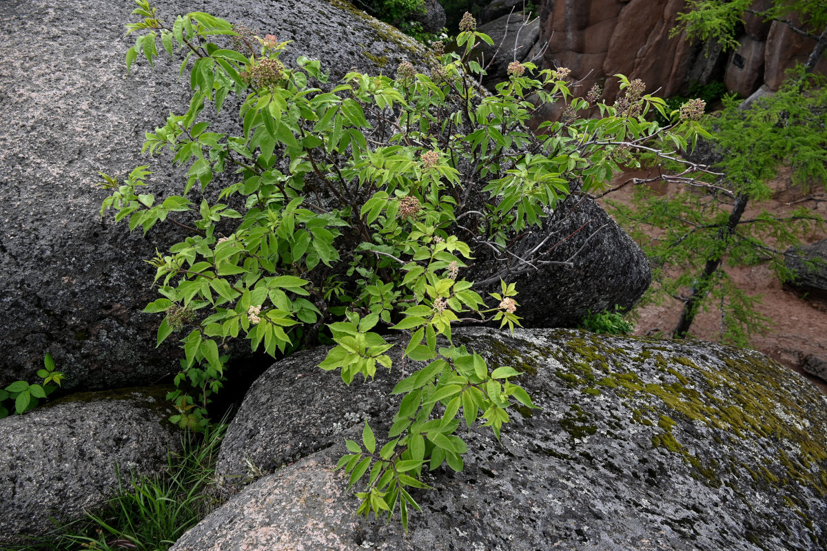 Image of Sambucus sibirica specimen.