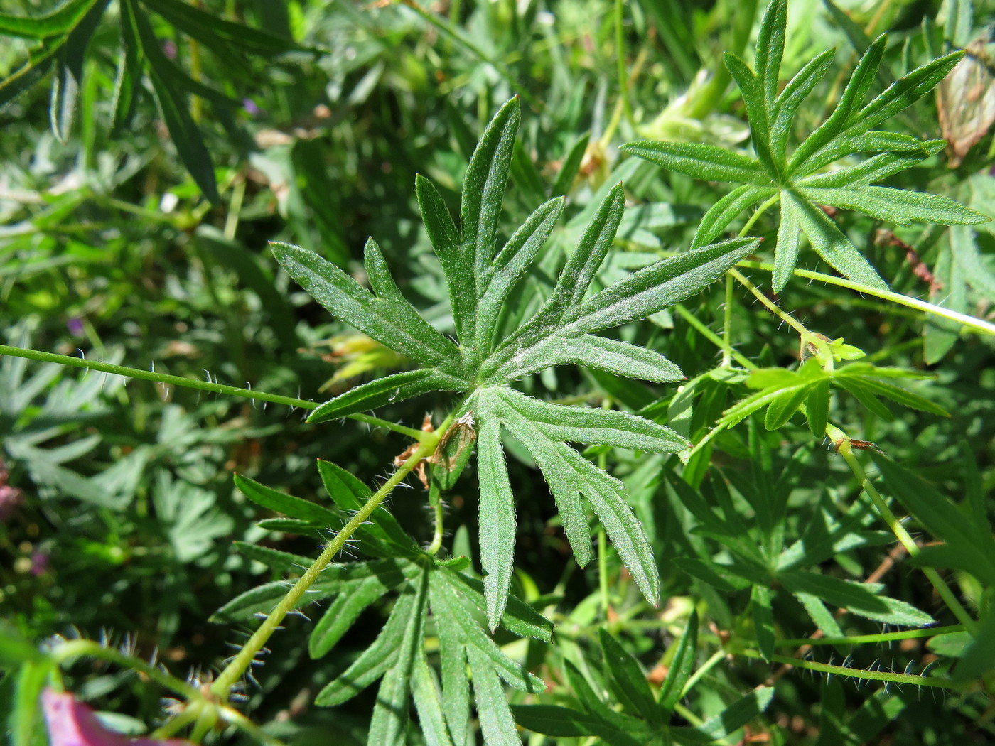 Изображение особи Geranium sanguineum.
