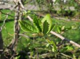 Magnolia kobus. Разворачивающиеся листья. Москва, ВДНХ, у фонтана \"Дружба народов\", в культуре. 02.05.2023.