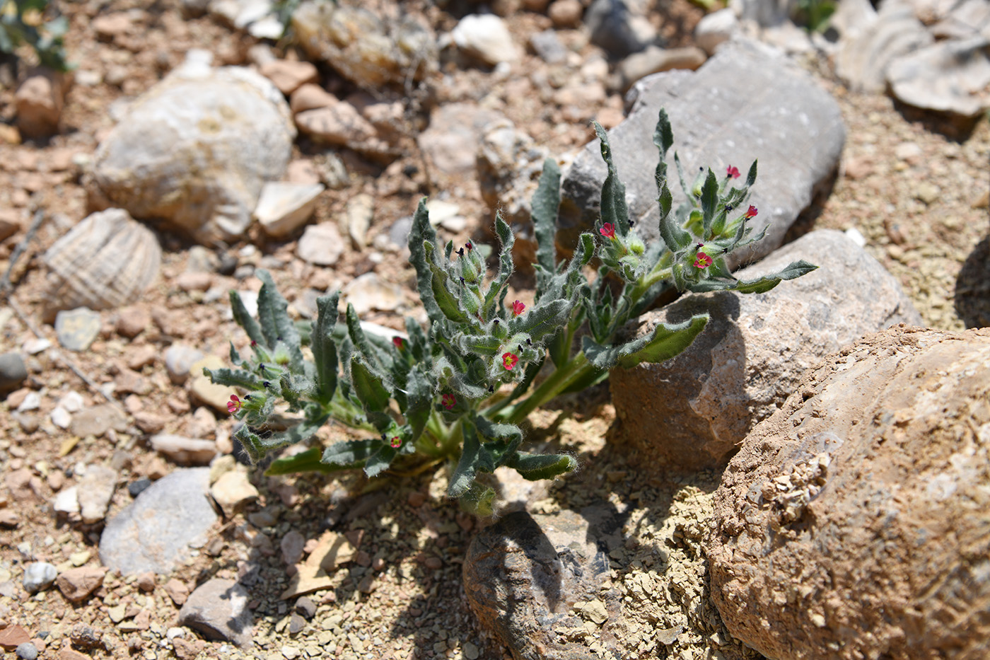 Image of Nonea caspica specimen.