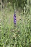 Veronica steppacea