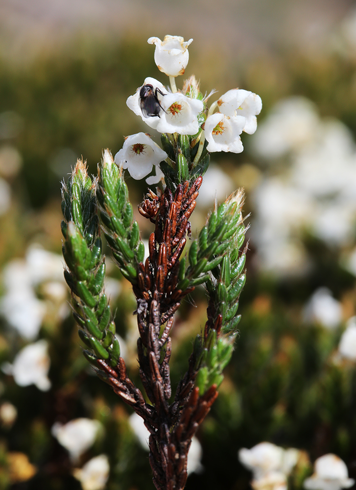 Изображение особи Cassiope ericoides.