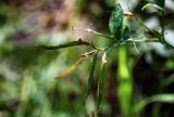 Lathyrus pisiformis