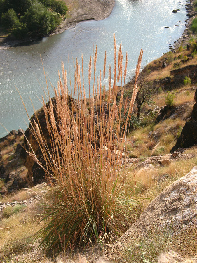 Image of Erianthus ravennae specimen.
