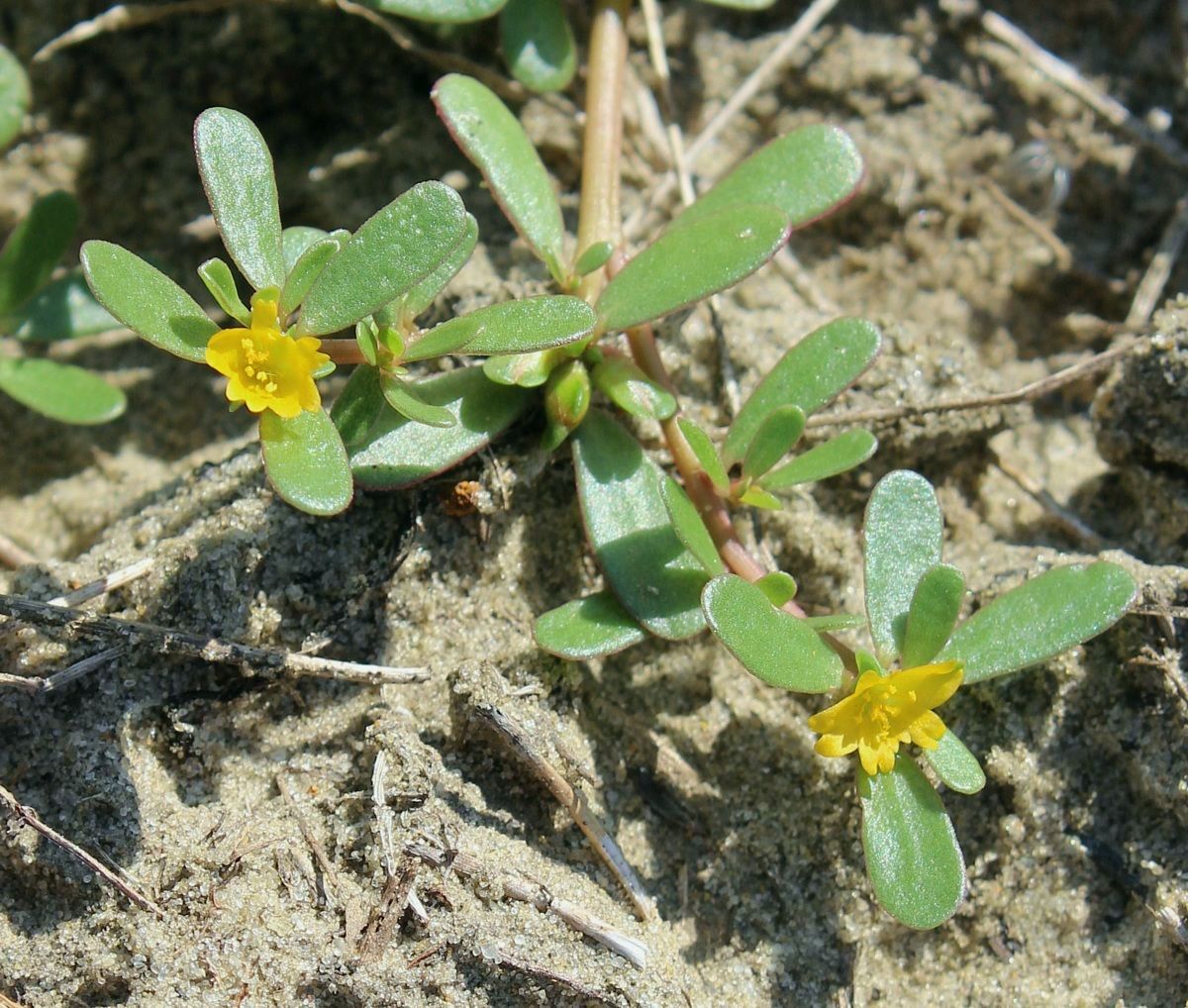 Изображение особи Portulaca oleracea.