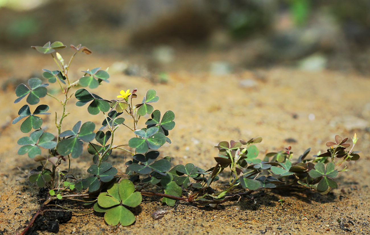 Изображение особи Oxalis corniculata.