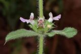 Stachys setifera