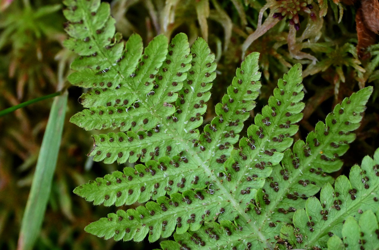 Image of Phegopteris connectilis specimen.