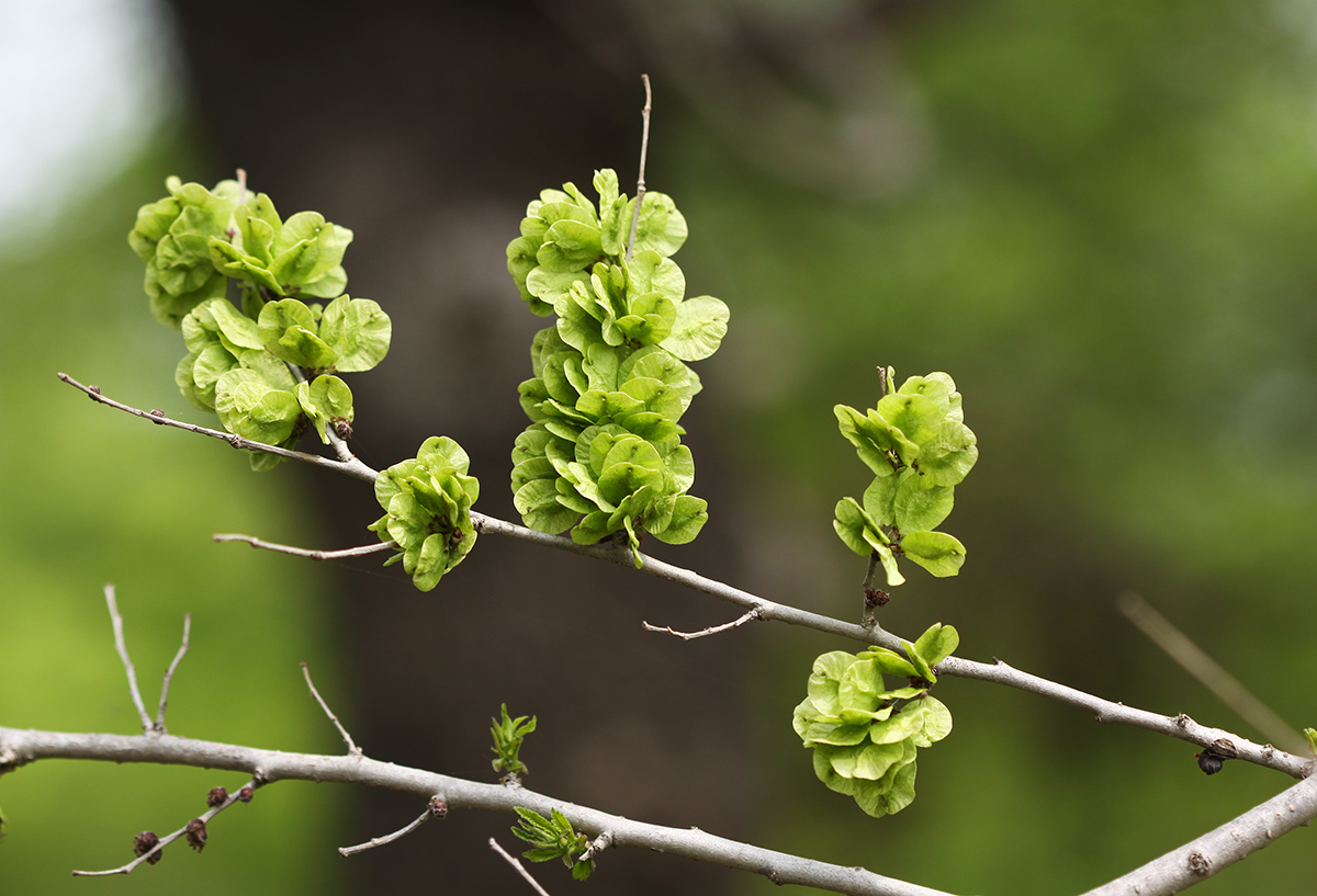 Image of Ulmus pumila specimen.