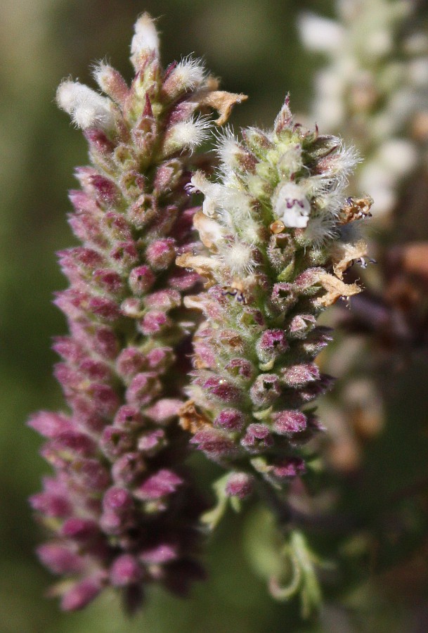 Image of Schizonepeta annua specimen.