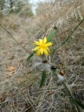 Chondrilla juncea