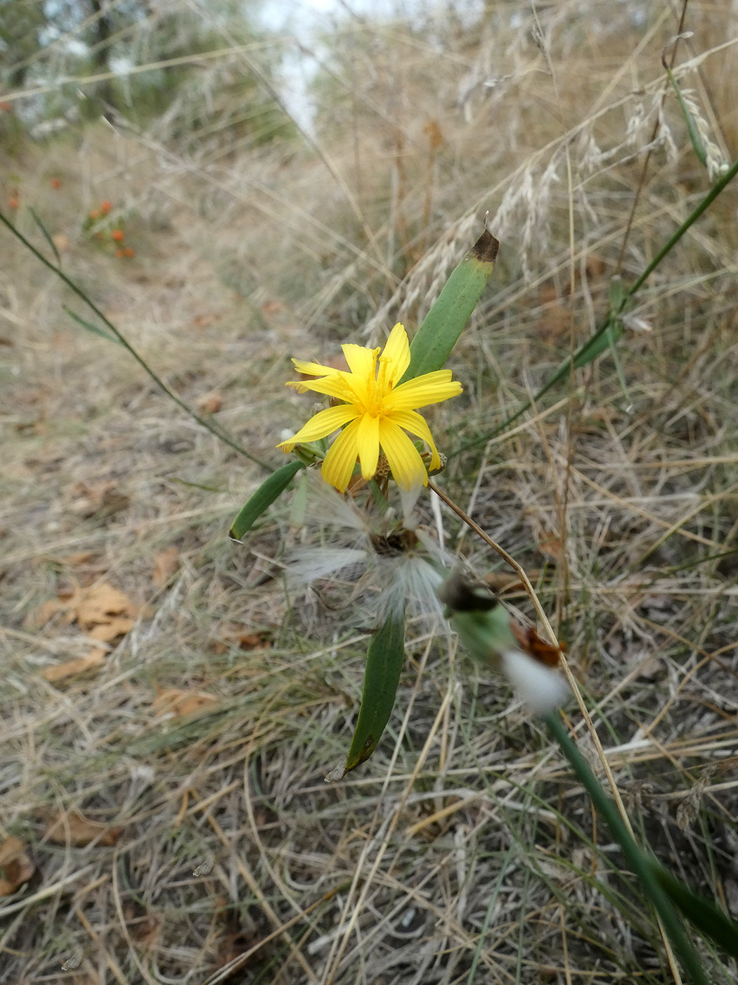 Image of Chondrilla juncea specimen.