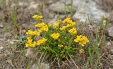 Draba hispida. Цветущее растение. Карачаево-Черкесия, Карачаевский р-н, Большой Кавказ, левый борт ущелья Чунгур-Джар под перевалом Доломиты Южный, ≈ 3200 м н.у.м., частично задернованный каменисто-щебнистый склон. 23.07.2023.