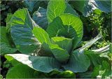 Brassica variety capitata