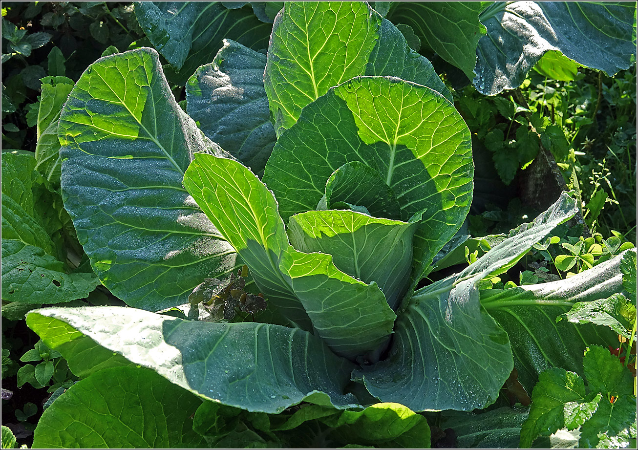 Изображение особи Brassica oleracea var. capitata.