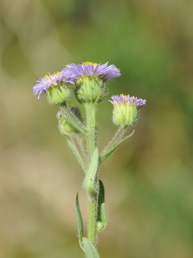 Image of Erigeron tianschanicus specimen.