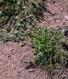 Gastrolychnis gonosperma