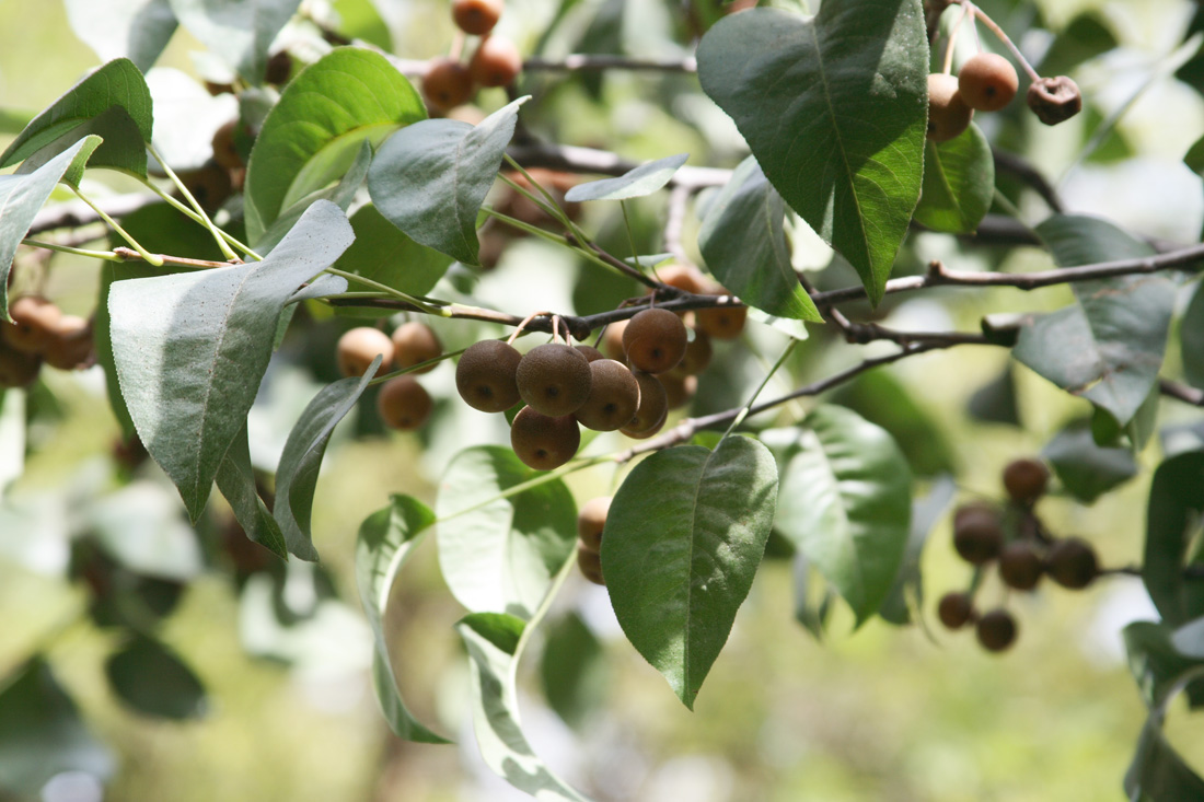 Изображение особи Pyrus calleryana.