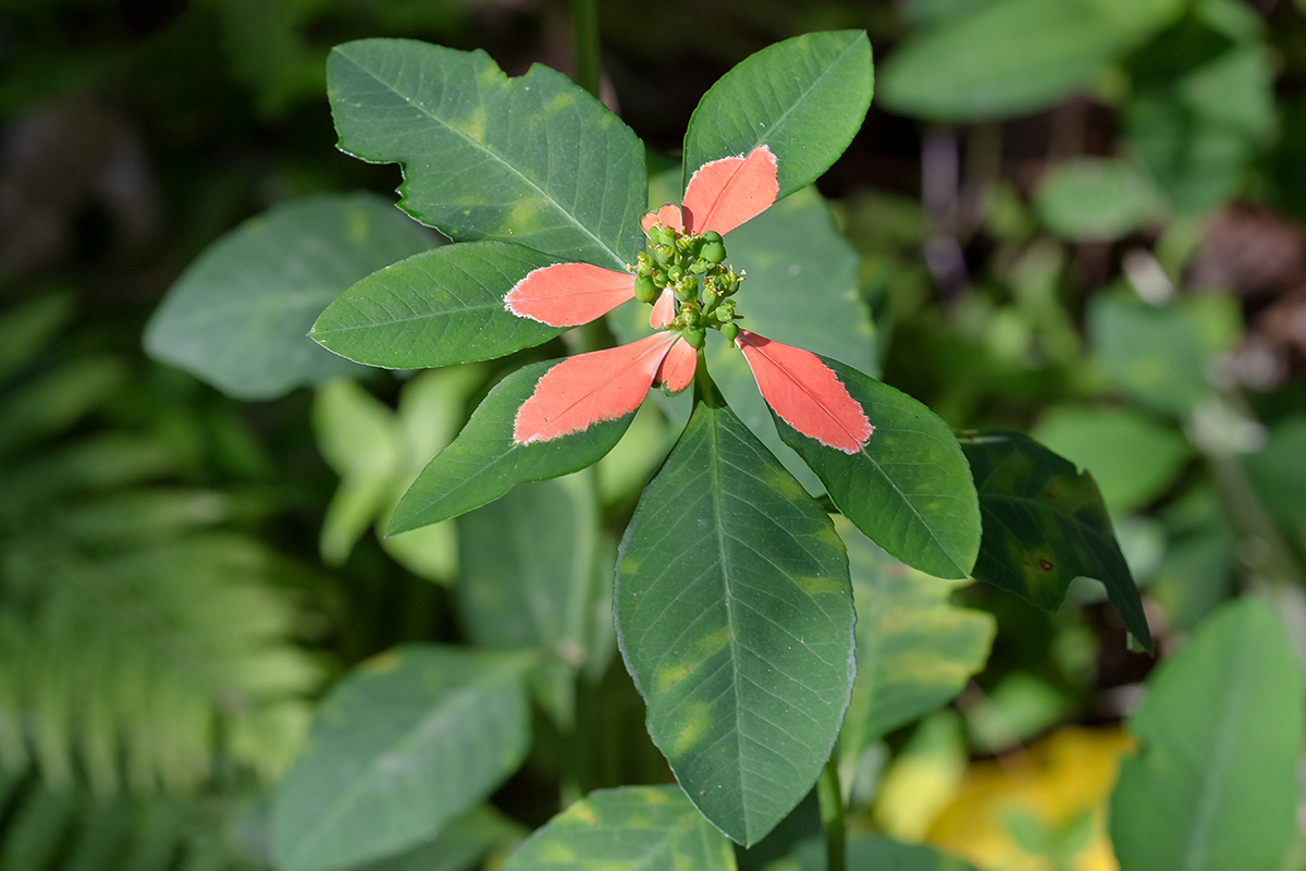 Изображение особи Euphorbia heterophylla.