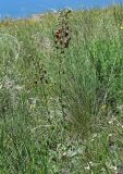 Verbascum phoeniceum. Цветущее растение. Армения, обл. Гегаркуник, берег оз. Севан, гора Артаниш, ≈ 2400 м н.у.м., луговой склон. 23.06.2022.