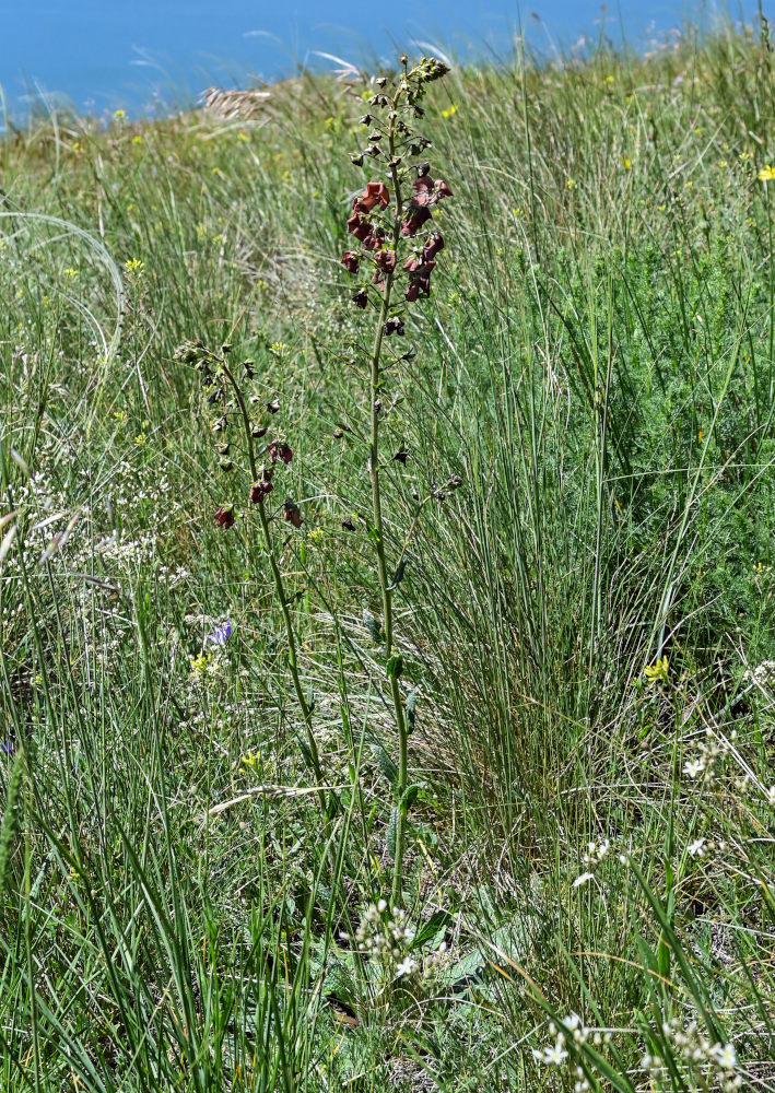 Image of Verbascum phoeniceum specimen.