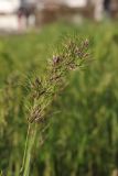 Poa bulbosa подвид vivipara