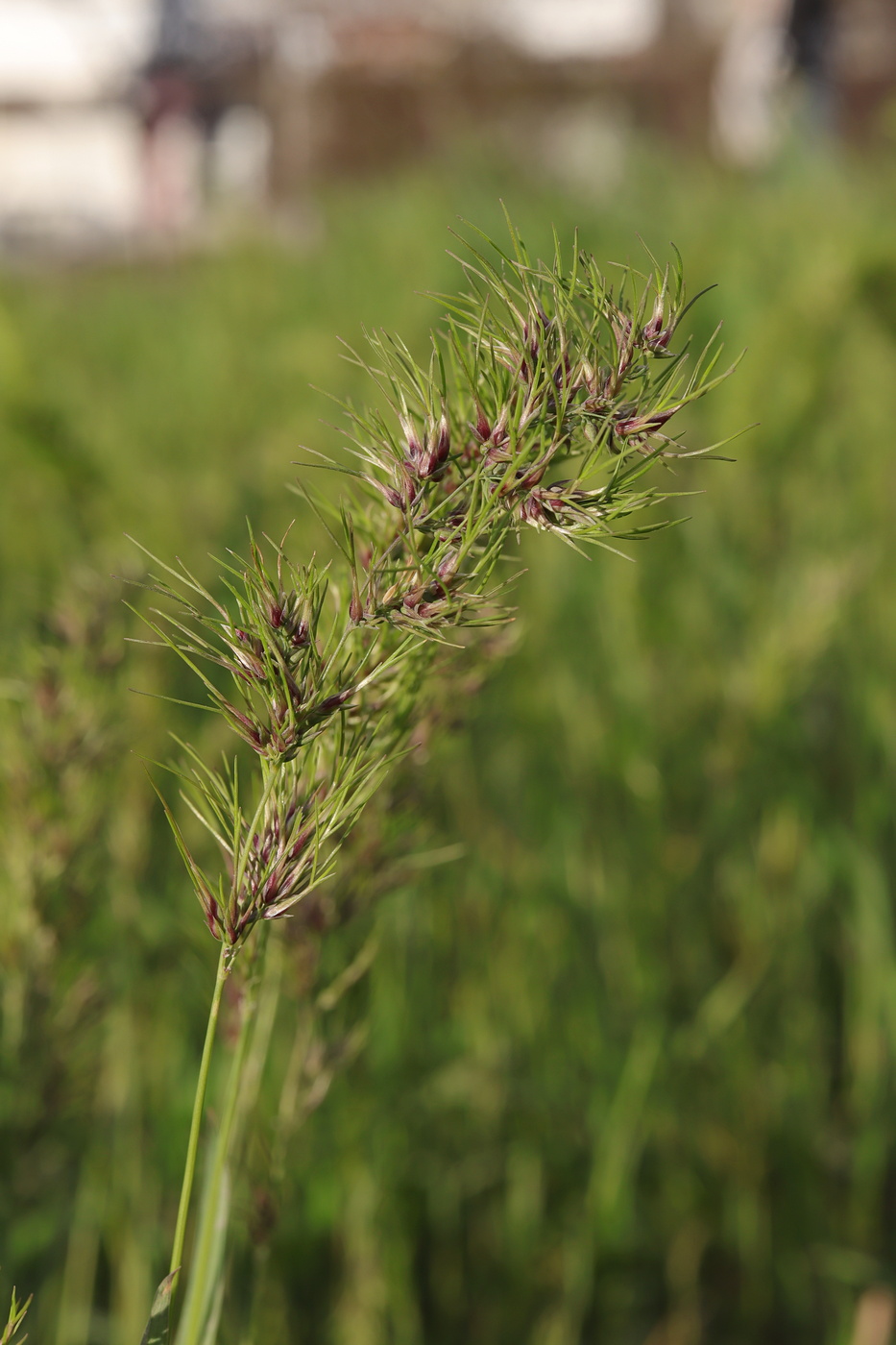 Изображение особи Poa bulbosa ssp. vivipara.