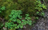 Physospermum cornubiense. Расцветающее растение в сообществе с мхами. Грузия, Самцхе-Джавахети, национальный парк \"Боржоми-Харагаули\", смешанный лес. 11.06.2023.