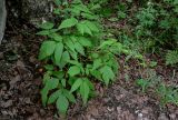 Aruncus dioicus