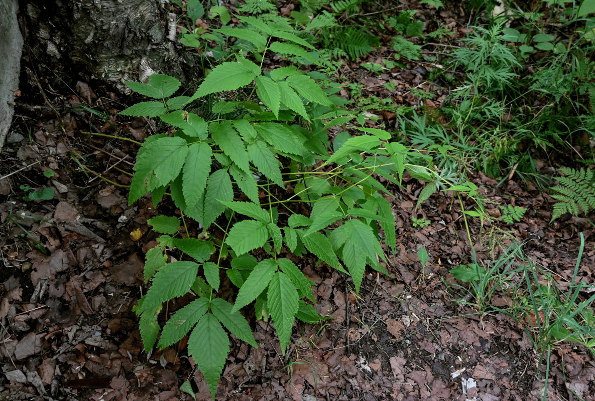 Image of Aruncus dioicus specimen.