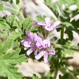 род Pelargonium