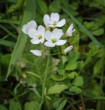 Cardamine pratensis. Соцветие. Абхазия, Гагрский р-н, с. Лдзаа, сырой луг. 13.04.2024.