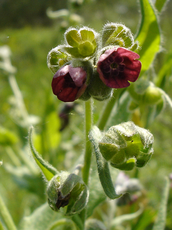 Image of Cynoglossum officinale specimen.