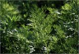Selinum carvifolia