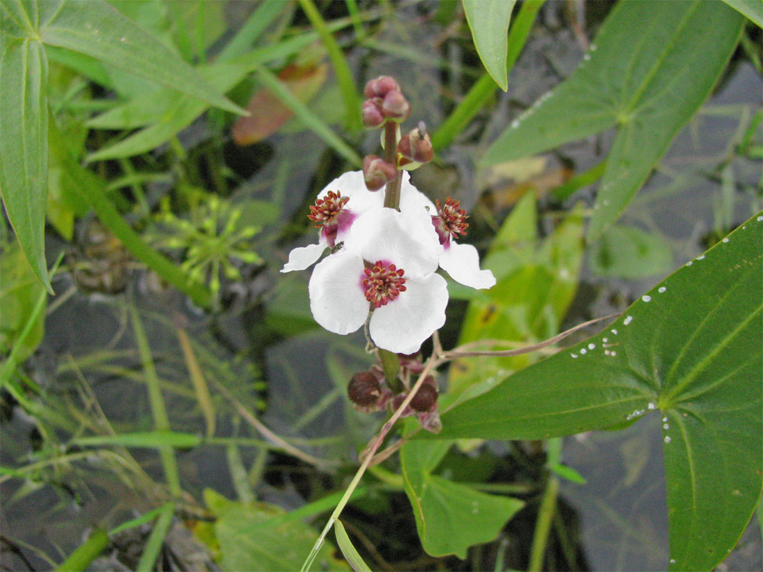 Image of Sagittaria sagittifolia specimen.