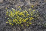 Verbascum pinnatifidum
