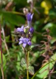 Gentianella auriculata