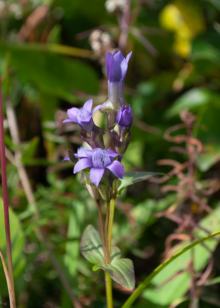 Image of Gentianella auriculata specimen.