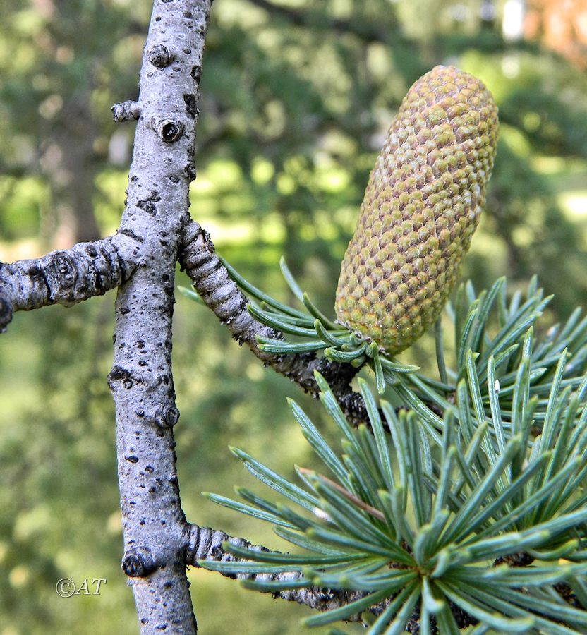 Изображение особи род Cedrus.
