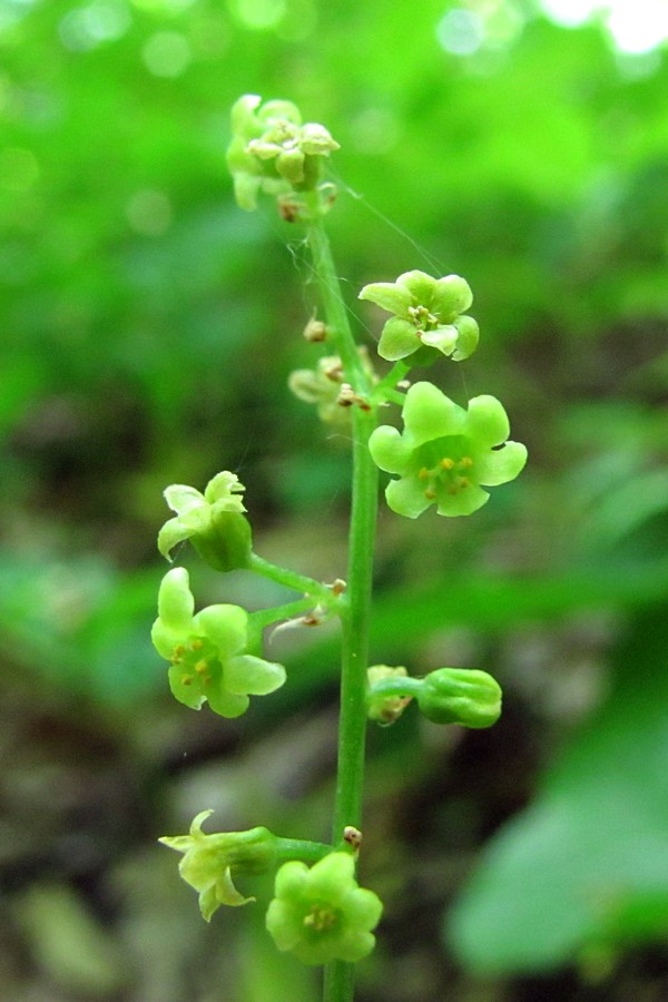 Image of Tamus communis specimen.